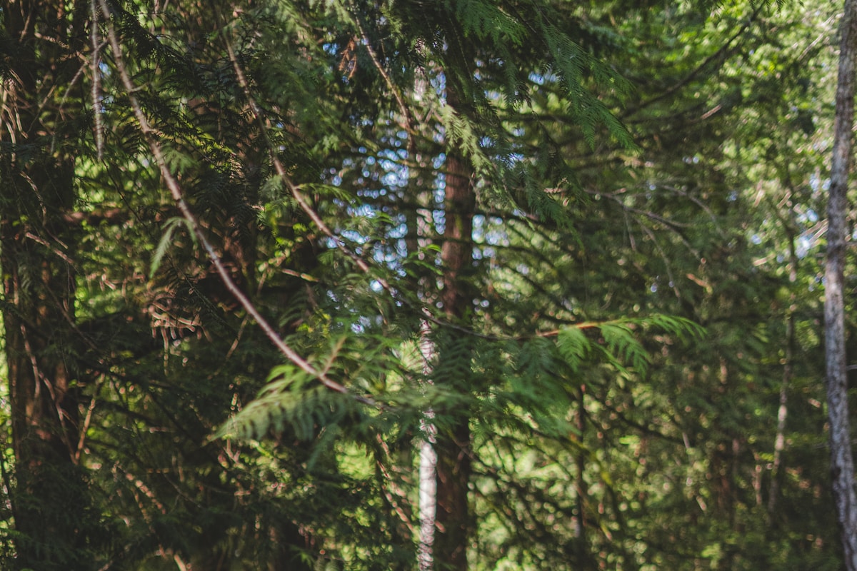 Dirt bike charging through dense forest trail — interim for John Penton woods racing