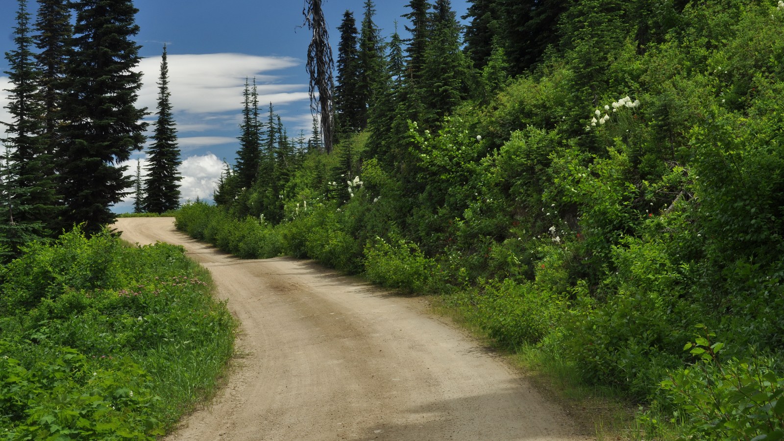 Gravel Lolo Motorway (Forest Road 500) climbing through subalpine fir and beargrass near Powell, central Idaho