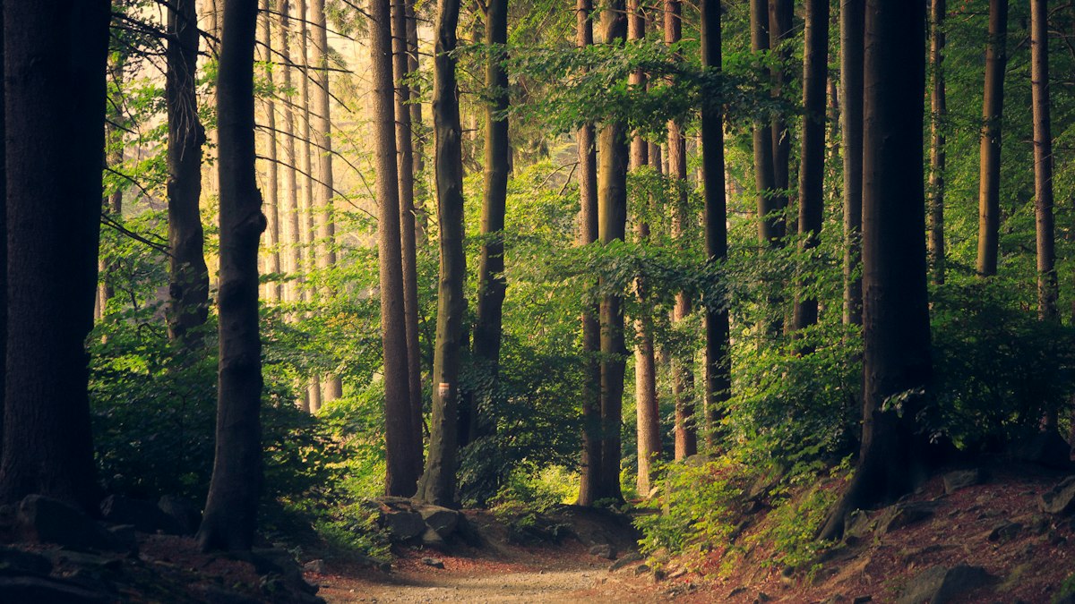 Sunlight through forest canopy — Idaho dual-sport forest mood