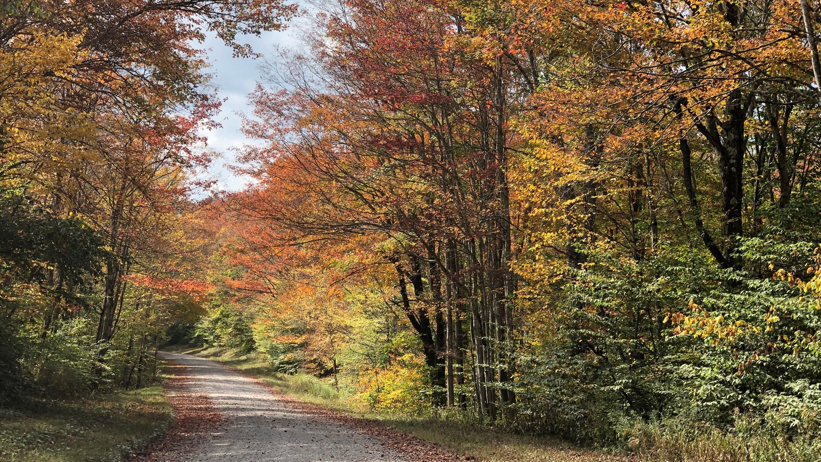 Gravel forest road through fall color near Spruce Knob (Forest Road 1), Monongahela National Forest, West Virginia